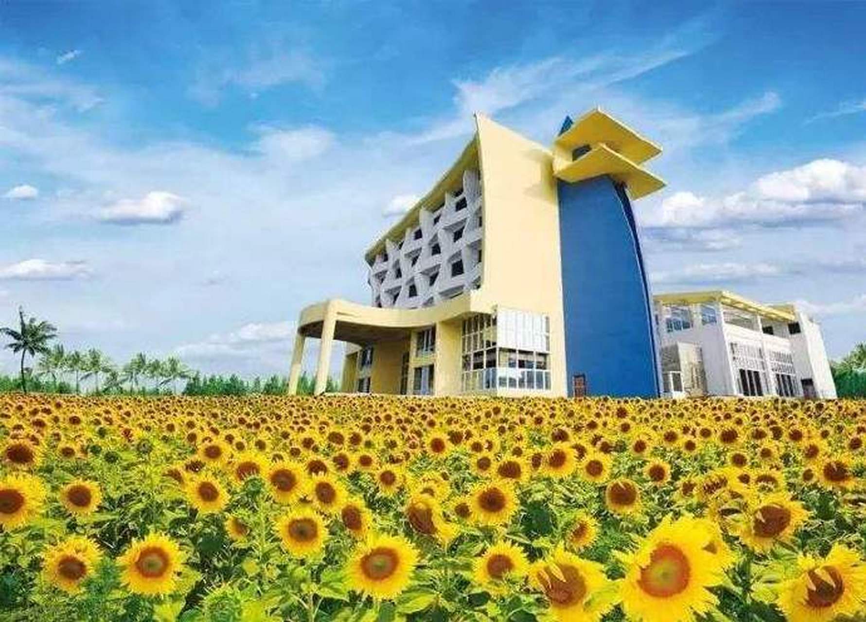 广州百万葵园位于广州市南沙区新垦镇,是中国首个将向日葵作为观赏性