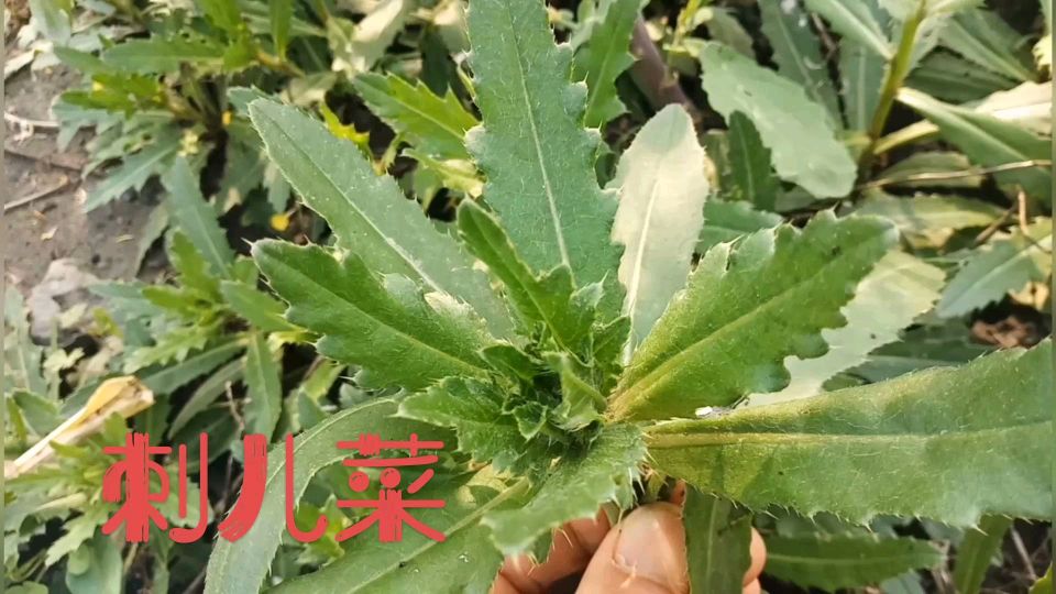 刺儿菜 普通的一种野菜,不妨来了解一下