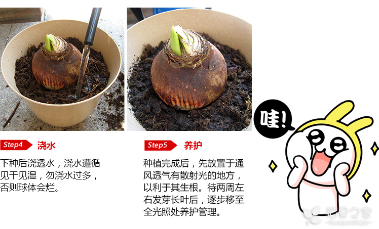一次浇多少水?朱顶红四季浇水方法