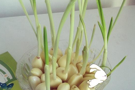 大蒜发芽了能吃吗?听听美食爱好者这么说