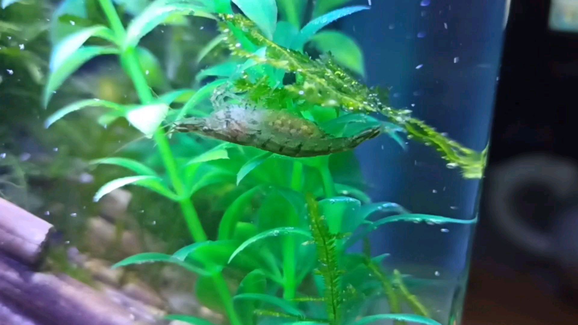 黑壳虾的卵已经由黑色变成灰白色了,应该快孵化出来了!