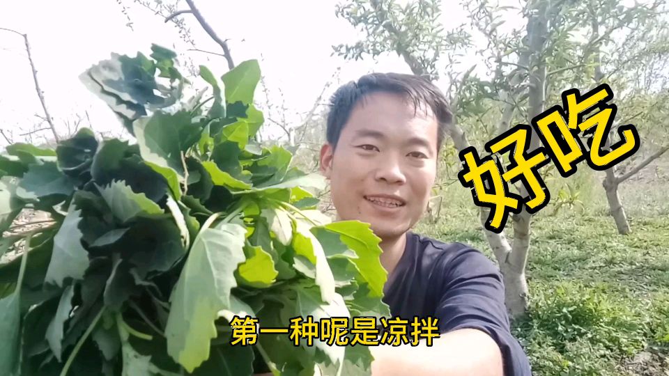 农村田间野菜系列之灰灰菜!摘回童年的记忆,好吃易学