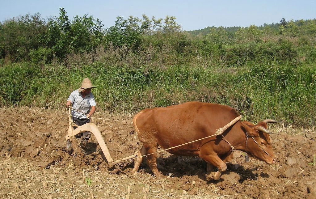 也就是养牛的目的在于帮助农民朋友种地,拉车等