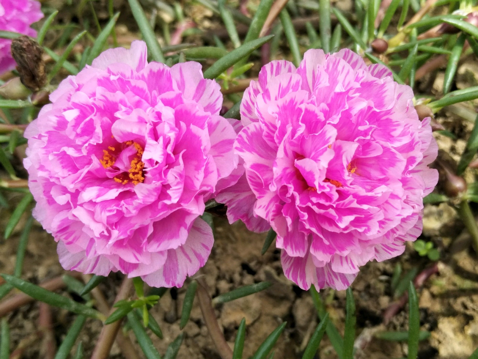 太阳花花语经典话语(太阳花花语大全励志语)