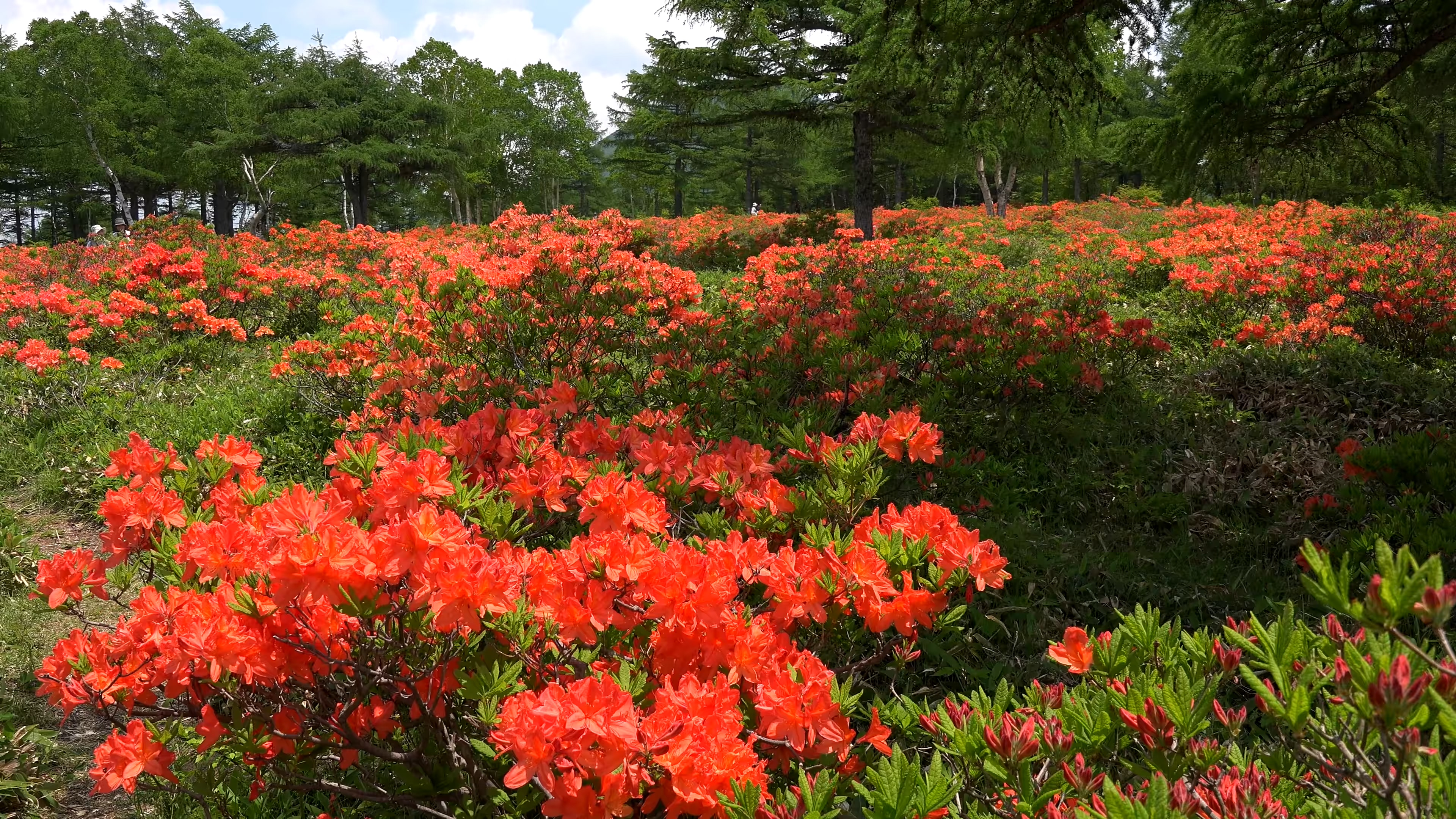 花丛