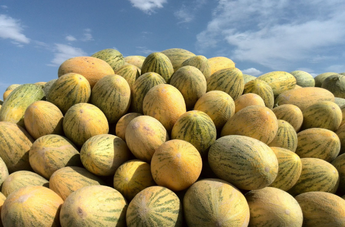 瓜州,古称"安西",以盛产蜜瓜出名,是名副其实的"瓜果之乡",处在河西