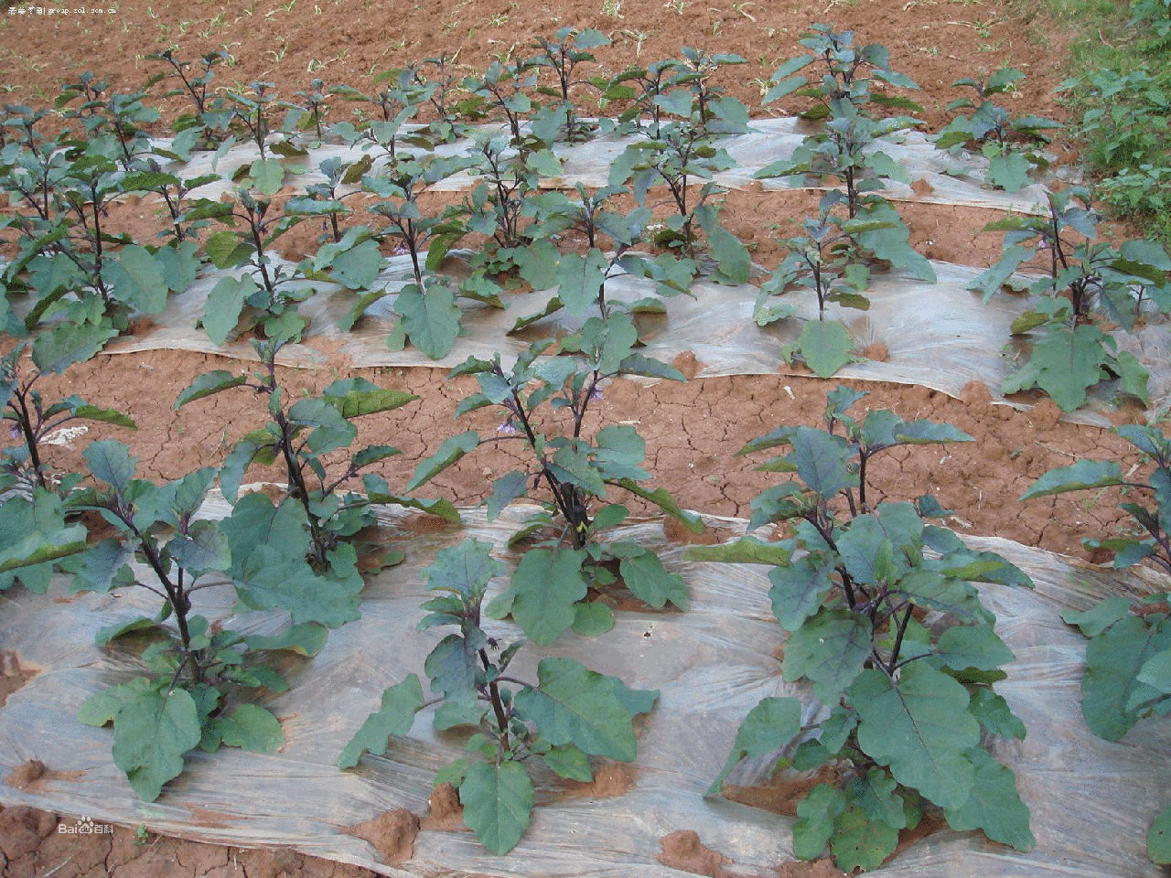 茄子越夏再生高效栽培管理技术要点