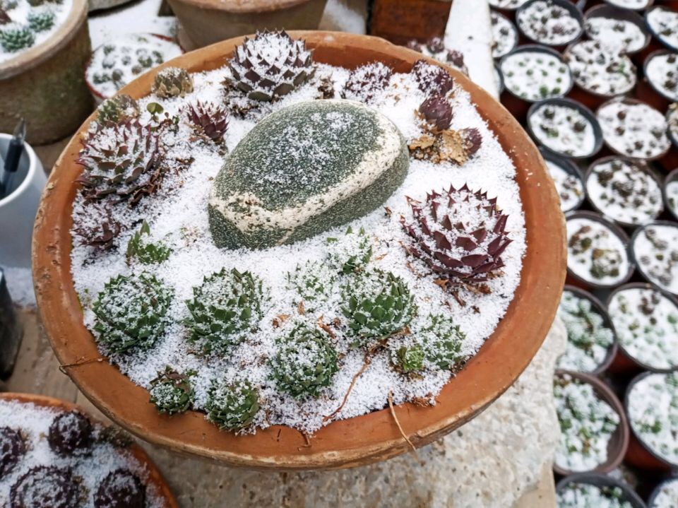 1种多肉"超耐冻",下雪天才是高颜值,零下20°c冻不死