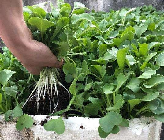 大小像"葡萄"一样的萝卜,种在花盆里,养30天就能摘一篮子