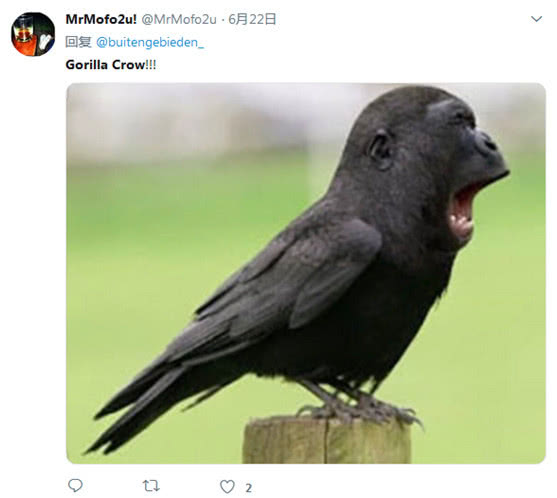 黑猩猩“变脸”长尖嘴？专家称是一只巨嘴乌鸦在晒太阳，网友炸了