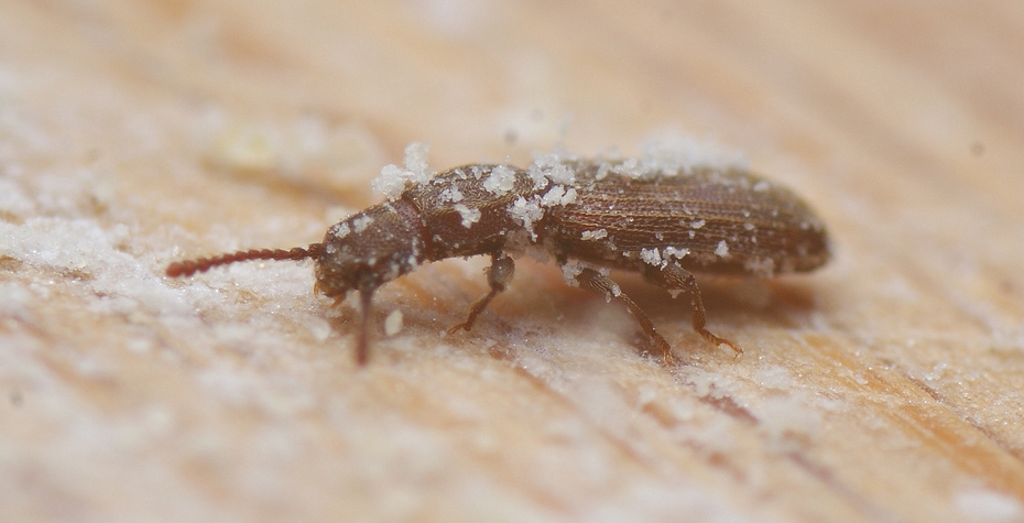 仓储害虫您知多少?