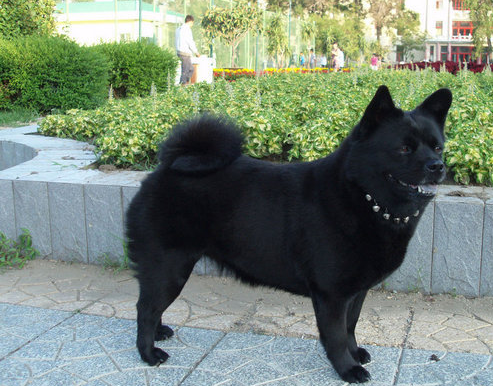 舒柏奇犬,是一种好奇,对周围每件事物都感兴趣的狗