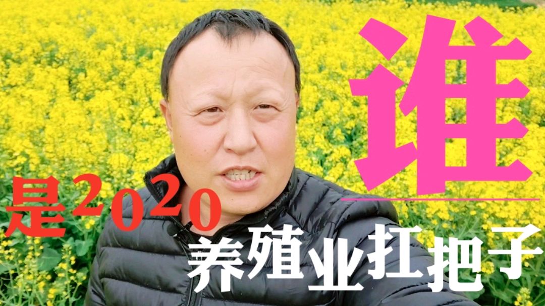 2019年养啥都赚钱,2020年养什么才是潮流?农村创业哥浅析请指教