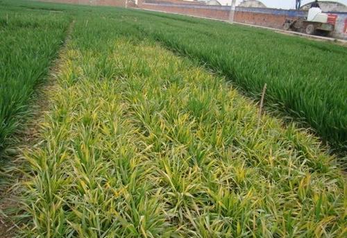 为什么小麦会得黄矮病,到底是什么原因,又如何防治呢?