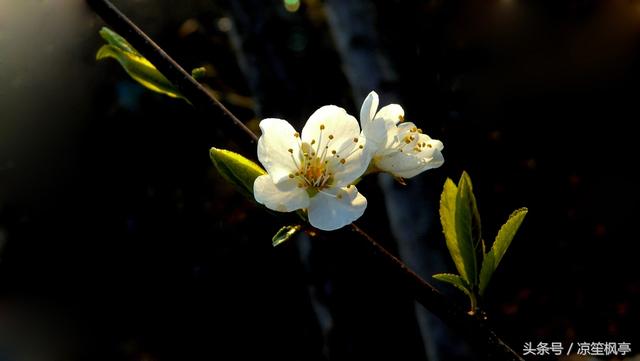 五律·月下梨花