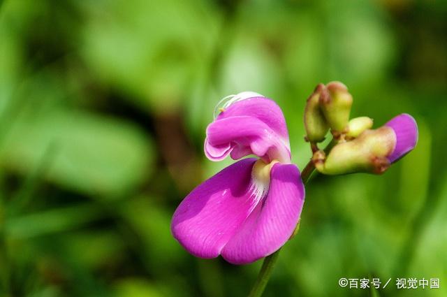 豌豆花:它的花形更是美像蝴蝶,和其他的花比起来别具一格