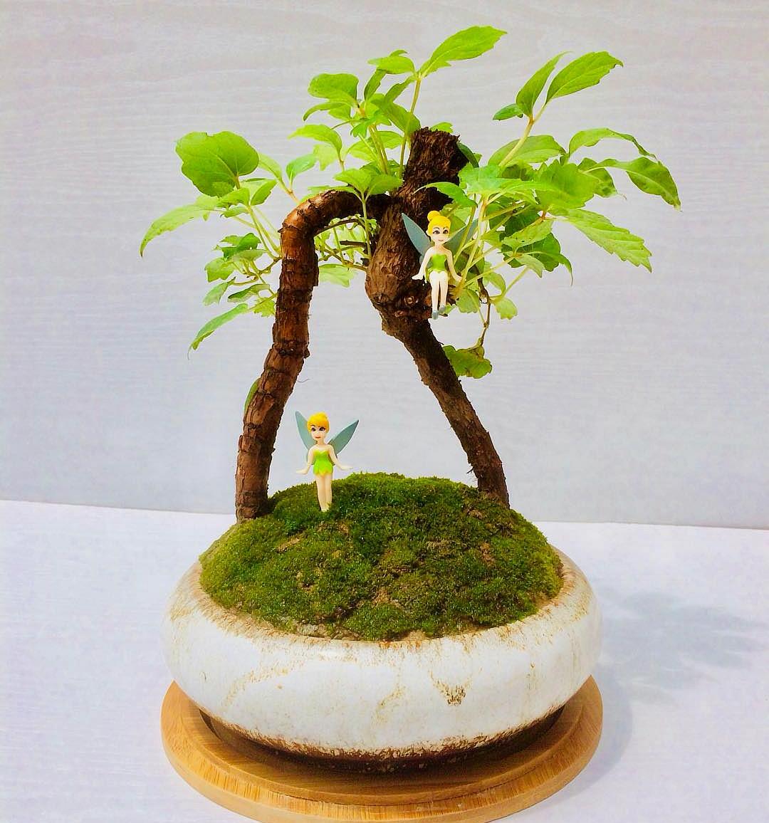 大神操作:"软趴趴"的爬山虎也能养成"老桩盆景",太有趣了!