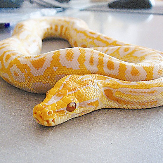 我的宠物是鲨鱼!可以摸头杀哦!