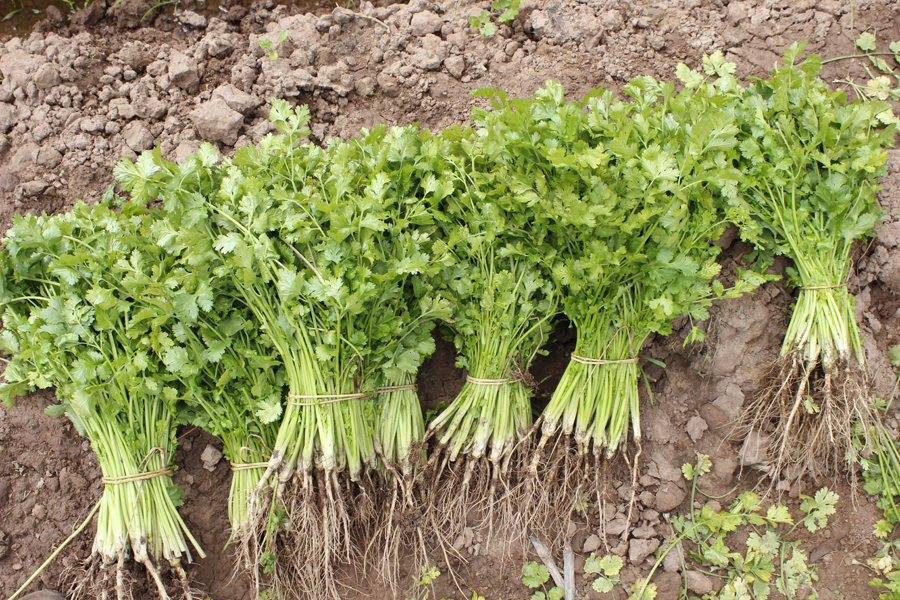 吃香菜的好处和营养价值,你知道吗?