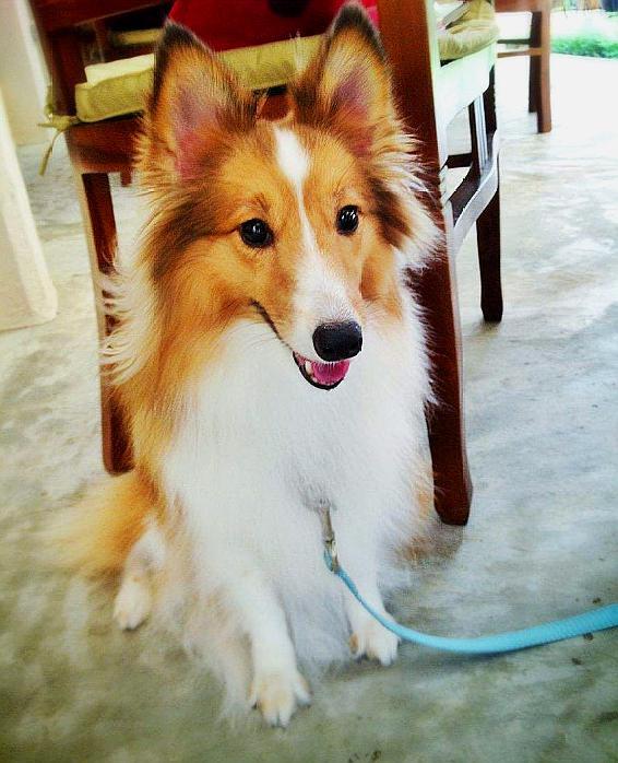 喜乐蒂牧羊犬对主人忠诚并且充满感情,是很好的工作犬和家庭犬