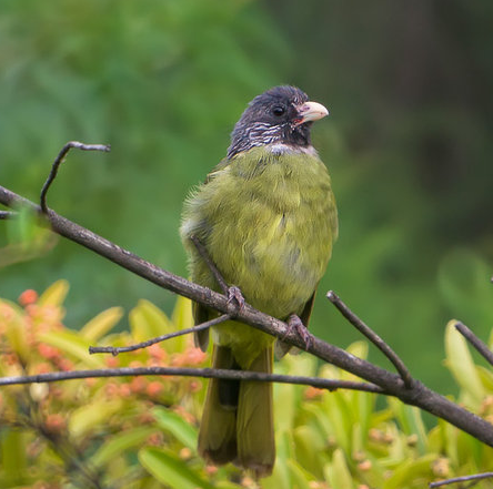 绿鹦嘴鹎体长约20厘米,体重约45克.