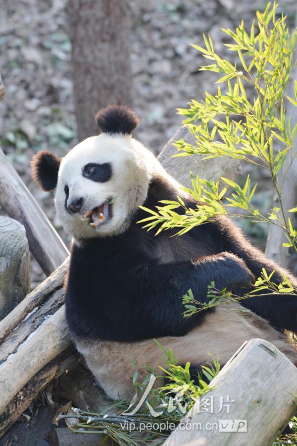 南京:大熊猫欢乐过元旦