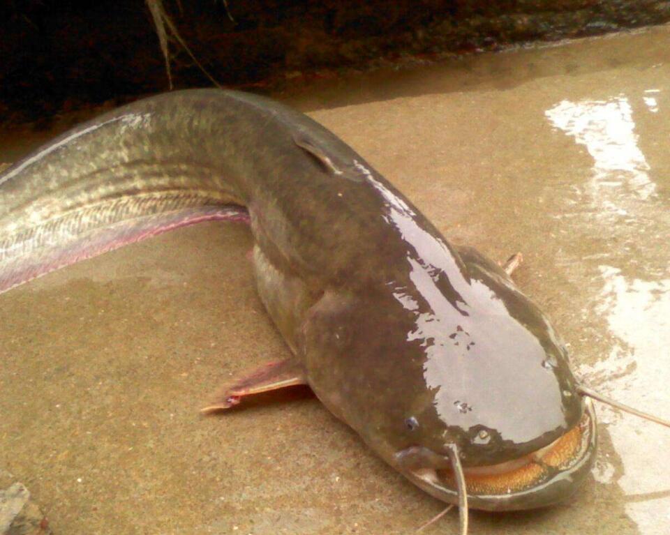 印度恒河里的鲶鱼图片