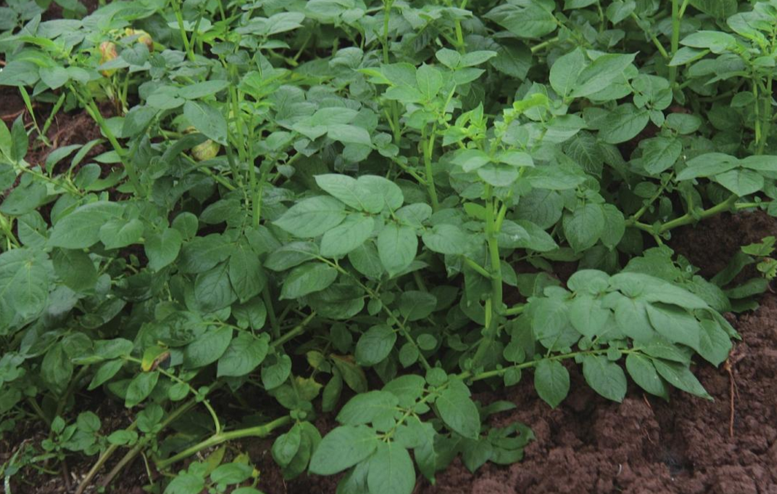 马铃薯种薯脱毒 - 2020年最新商品信息聚合专区 - 百度爱采购