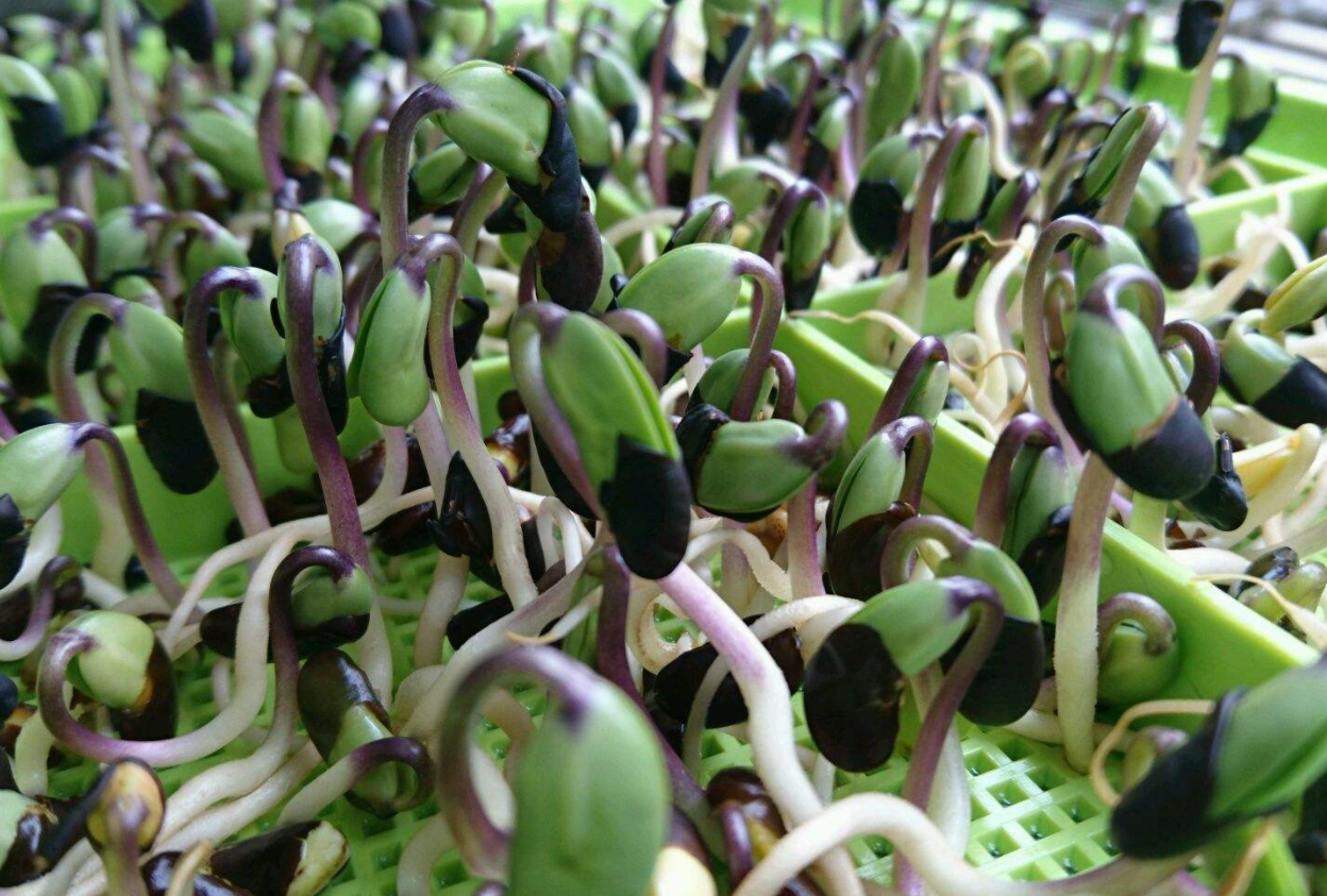 黑豆对生长环境有哪些要求?温度不要超过33℃,否则无花朵开放