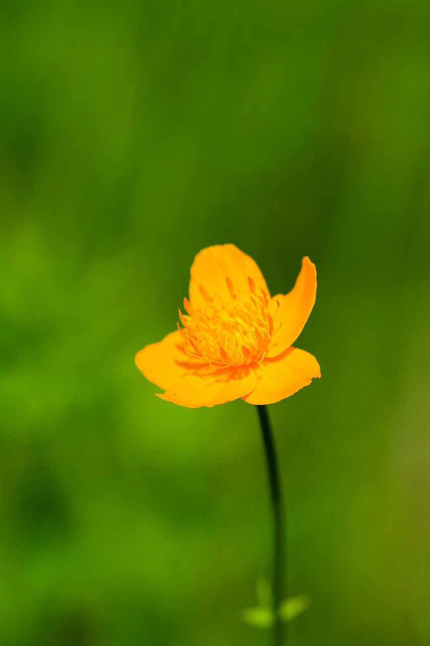 夏天6～7月金莲花全盛时期采摘.