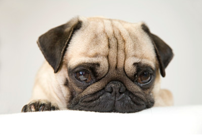 巴哥犬的耳朵薄,小,软,多为玫瑰耳或纽扣耳