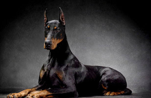 杜宾犬的眼睛,大小中等,成卵形,深色,有着深邃的目光