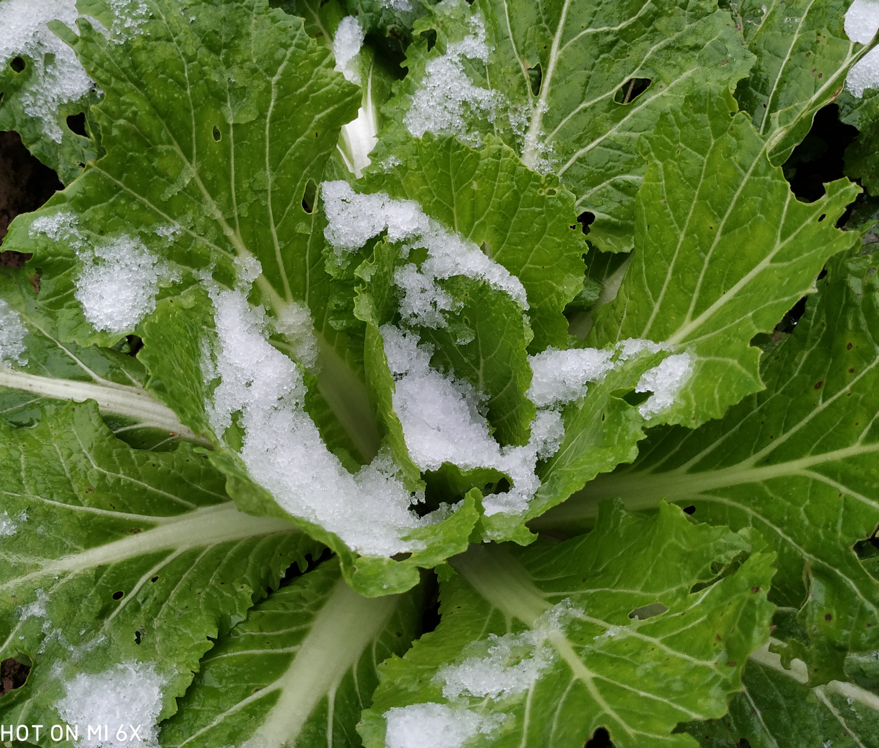 四川农村下了罕见的大雪,北方朋友笑了