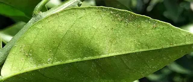 红蜘蛛 - 热门商品专区