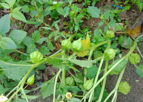 这种野草在我们东北,乡亲们给它起了一个名字叫"咕鸟".