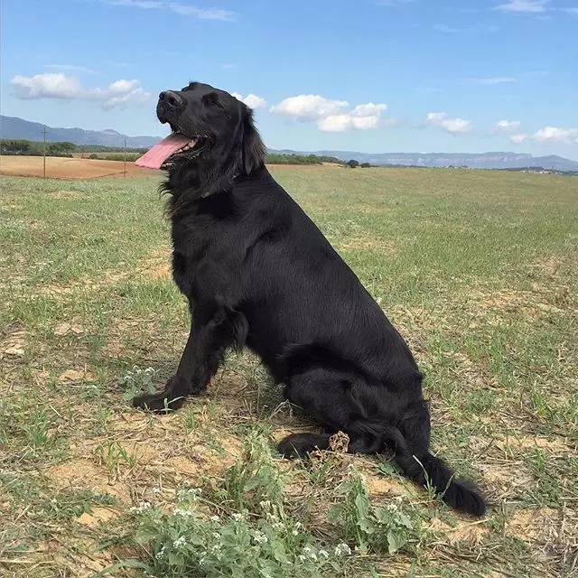 平毛寻回犬图片大全图片