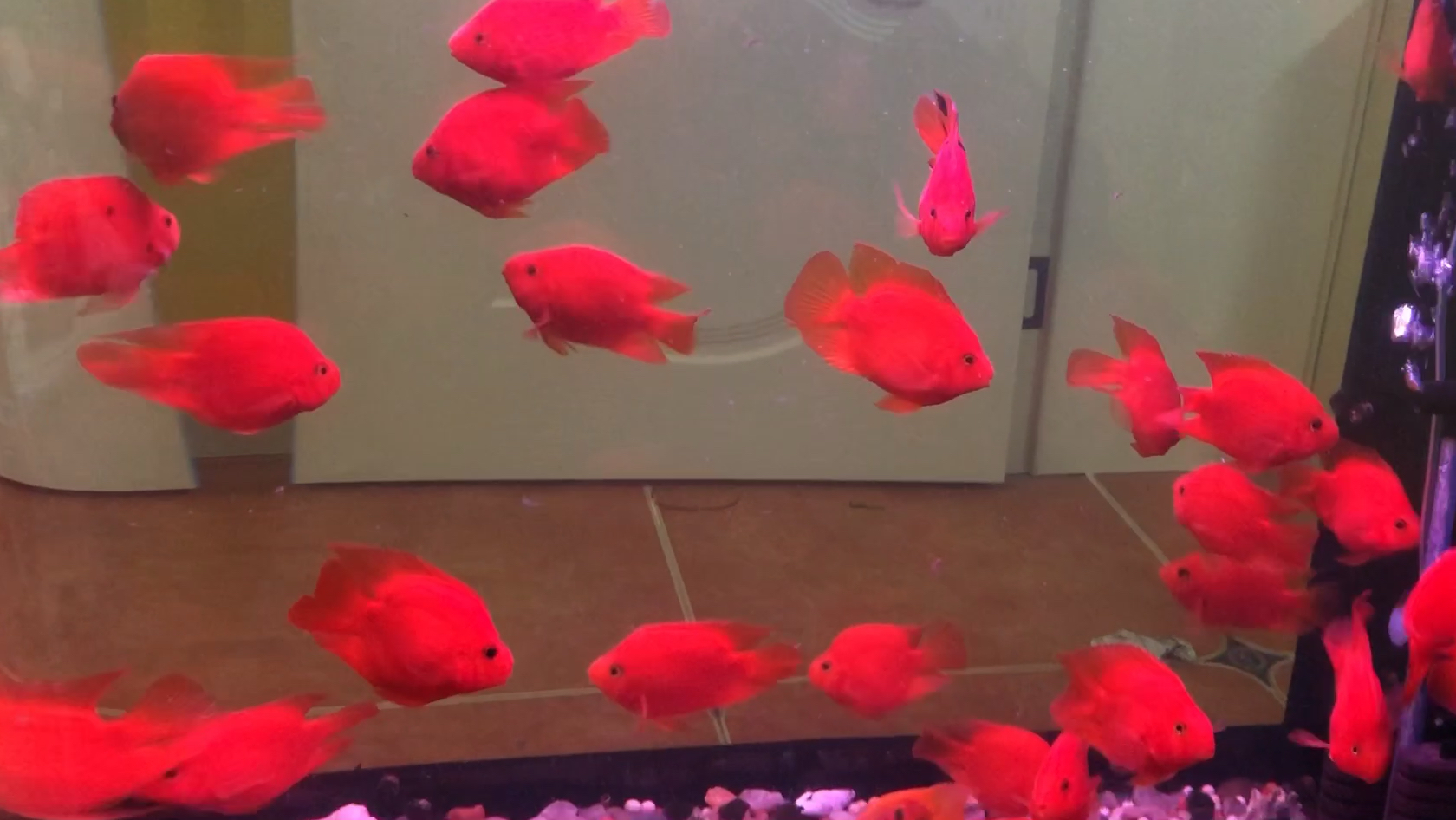 深缸养了红鹦鹉鱼,不仅漂亮而且也适合深缸养殖你们喜欢红鹦鹉吗