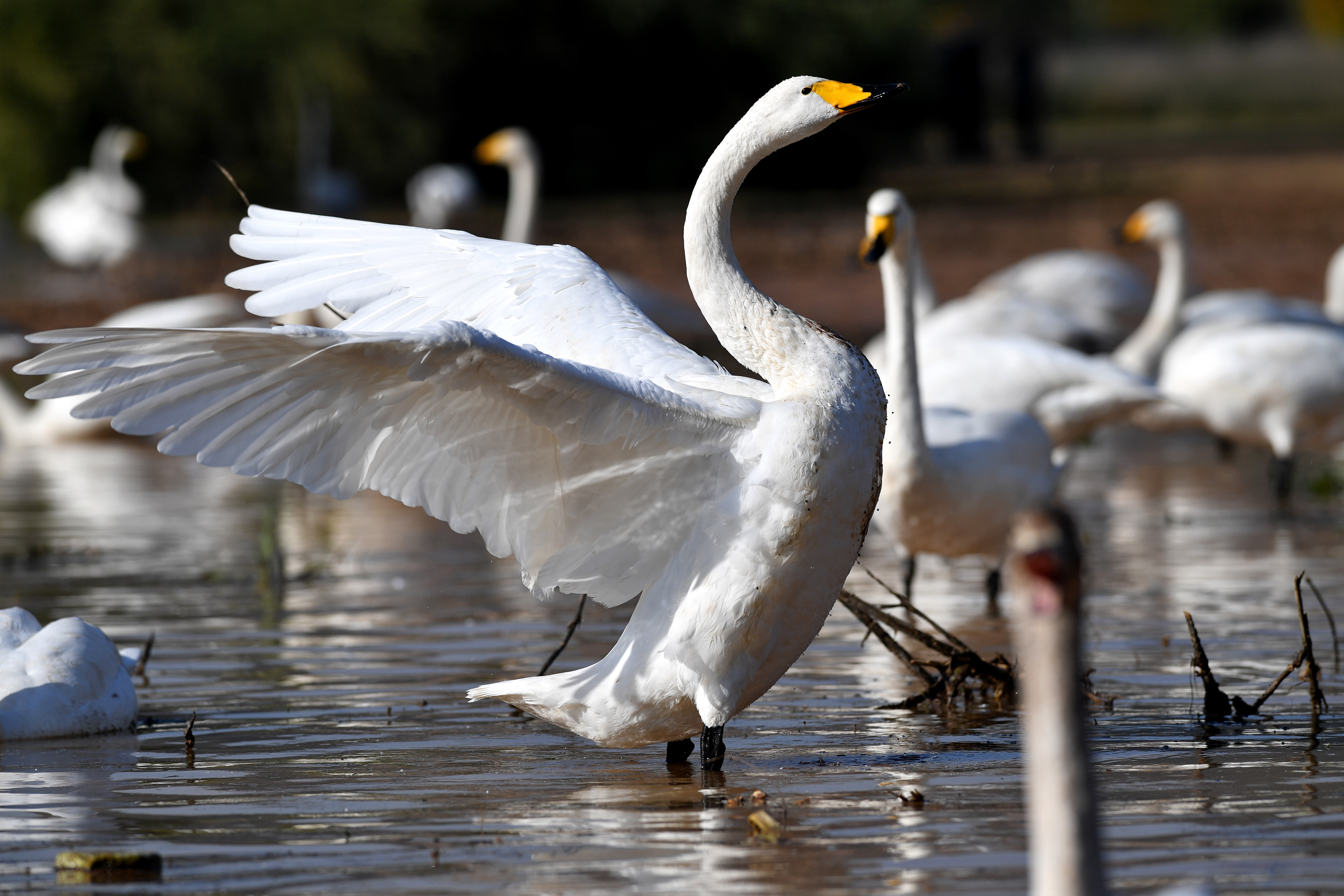山西黄河湿地"迎来"首批越冬野生大天鹅