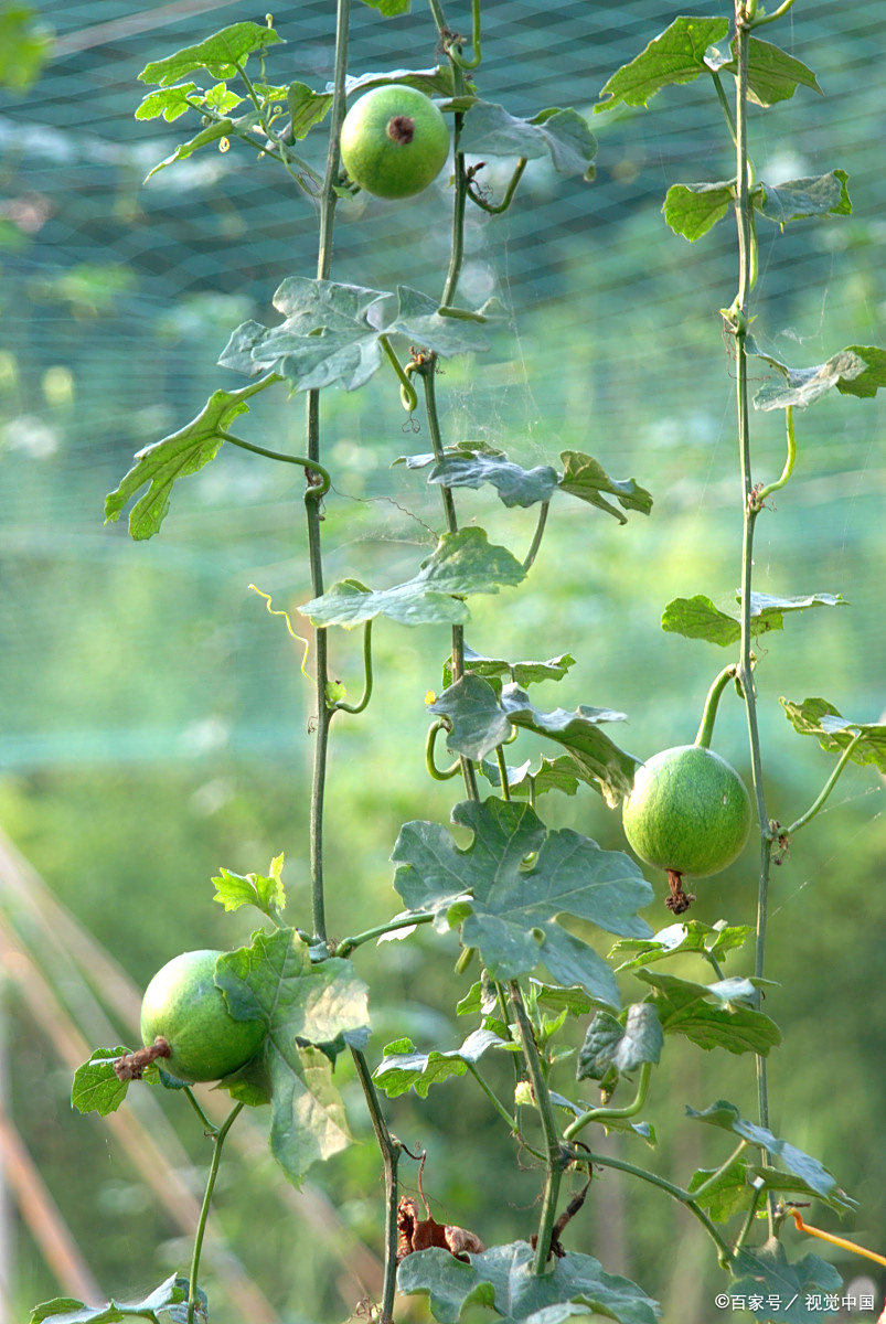 吊瓜- 热门商品专区