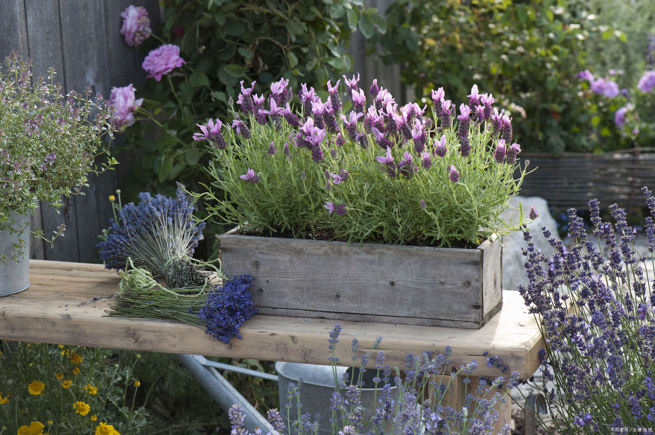 普罗旺斯薰衣草,学会播种繁殖的方法,以后不用再买薰衣草干花了