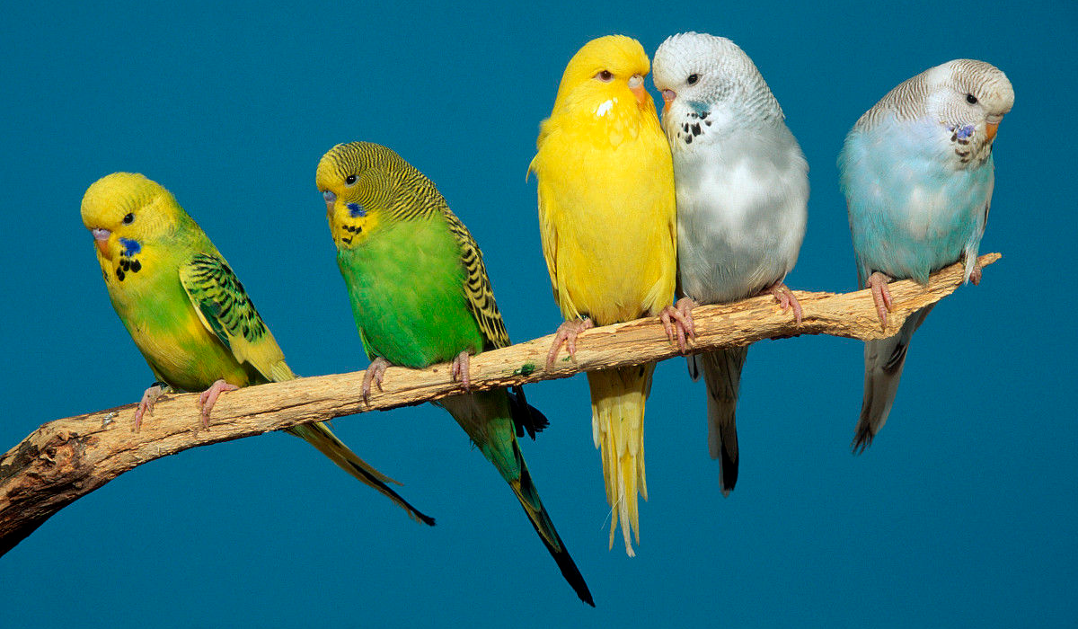 喜欢群聚的虎皮鹦鹉,世界上最常见的宠物鸟