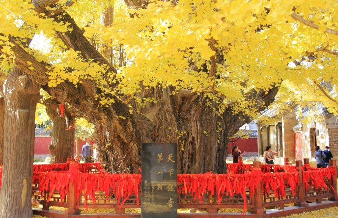 这是湖北荆州太师渊章华寺内的章台古梅,传说这棵
