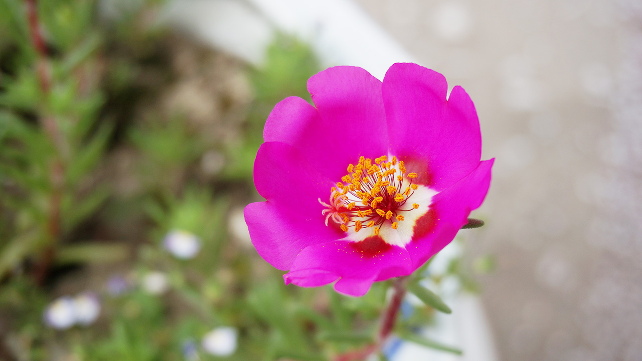 早安心语:奔跑,让人生一路鲜花灿烂!