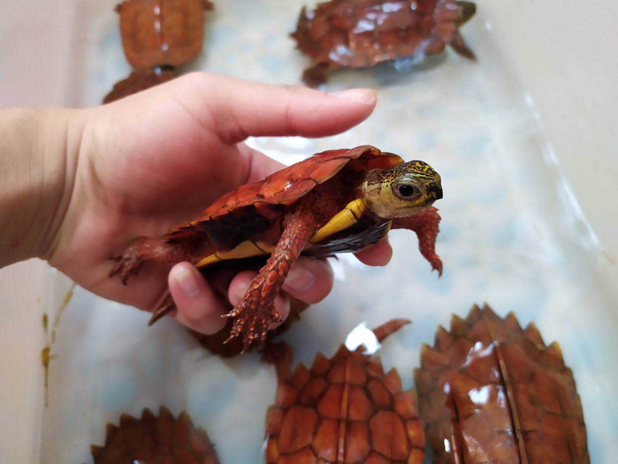 优质回答 在半水龟界,有一个物种号称乌龟界的哈士奇,它就是枫叶龟