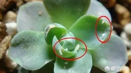 花盆里的大量的白色小虫,爬开爬去的那种,是什么虫?怎么杀死?