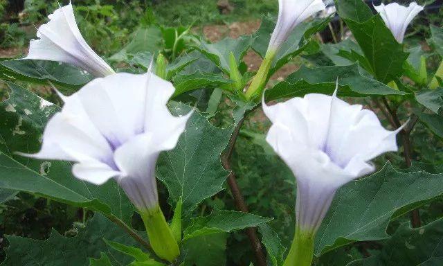 古代的"蒙汗药"到底是什么,难道在历史上它真的存在吗?