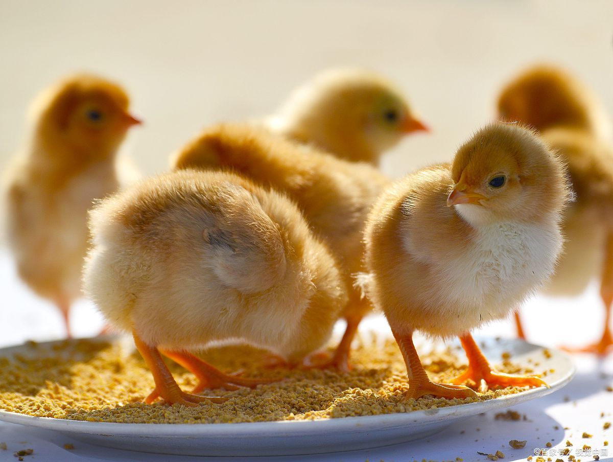 小鸡要打什么预防苗 - 2020年最新商品信息聚合专区 - 百度爱采购