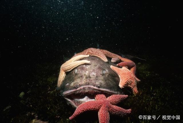 鮟鱇鱼雄性图片