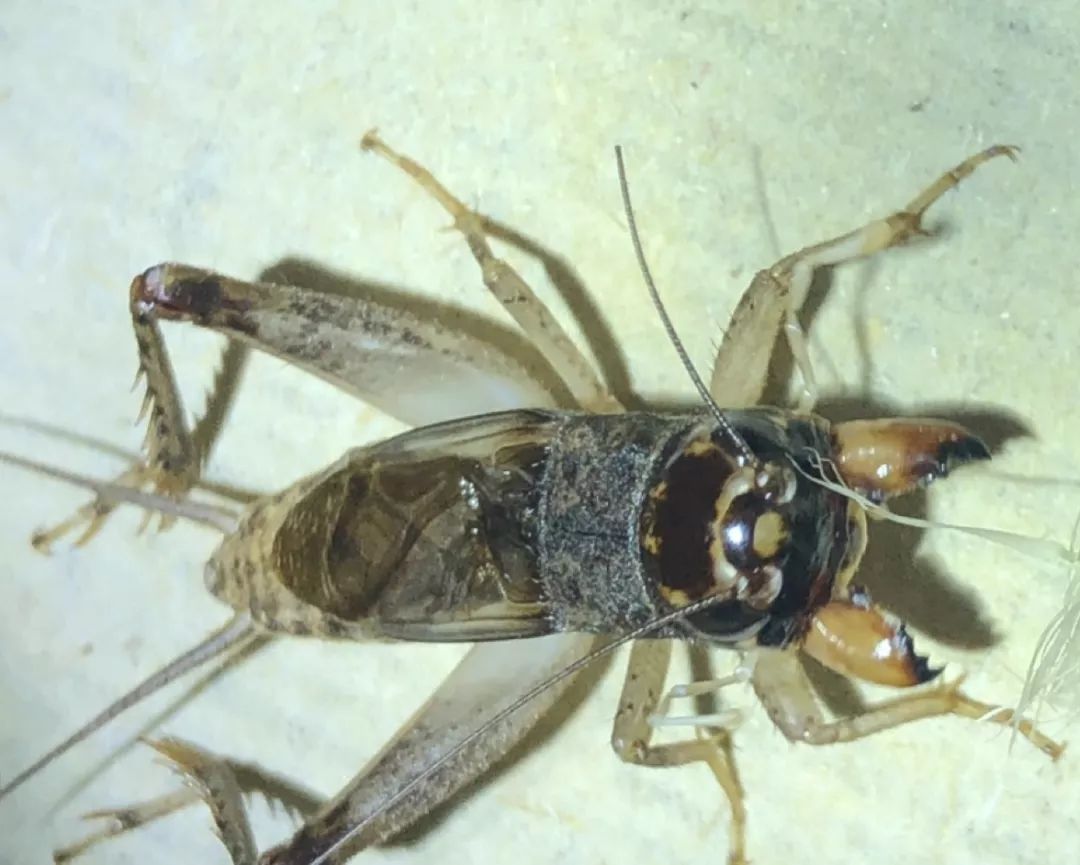 蟋蟀鉴赏:18年最爱的将军