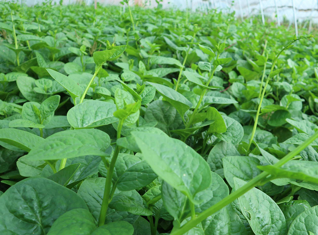 藤菜的栽培技术,需要注意的五个要点,提高藤菜的品质和产量